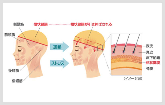 頭皮マッサージの9つの効果 札幌の美容室ヴァンカウンシル 頭皮マッサージの9つの効果 札幌の美容室ヴァンカウンシル